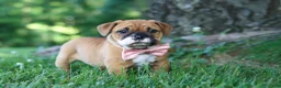 Mixed Breed dogs for sale: Chloe - Ad 3
