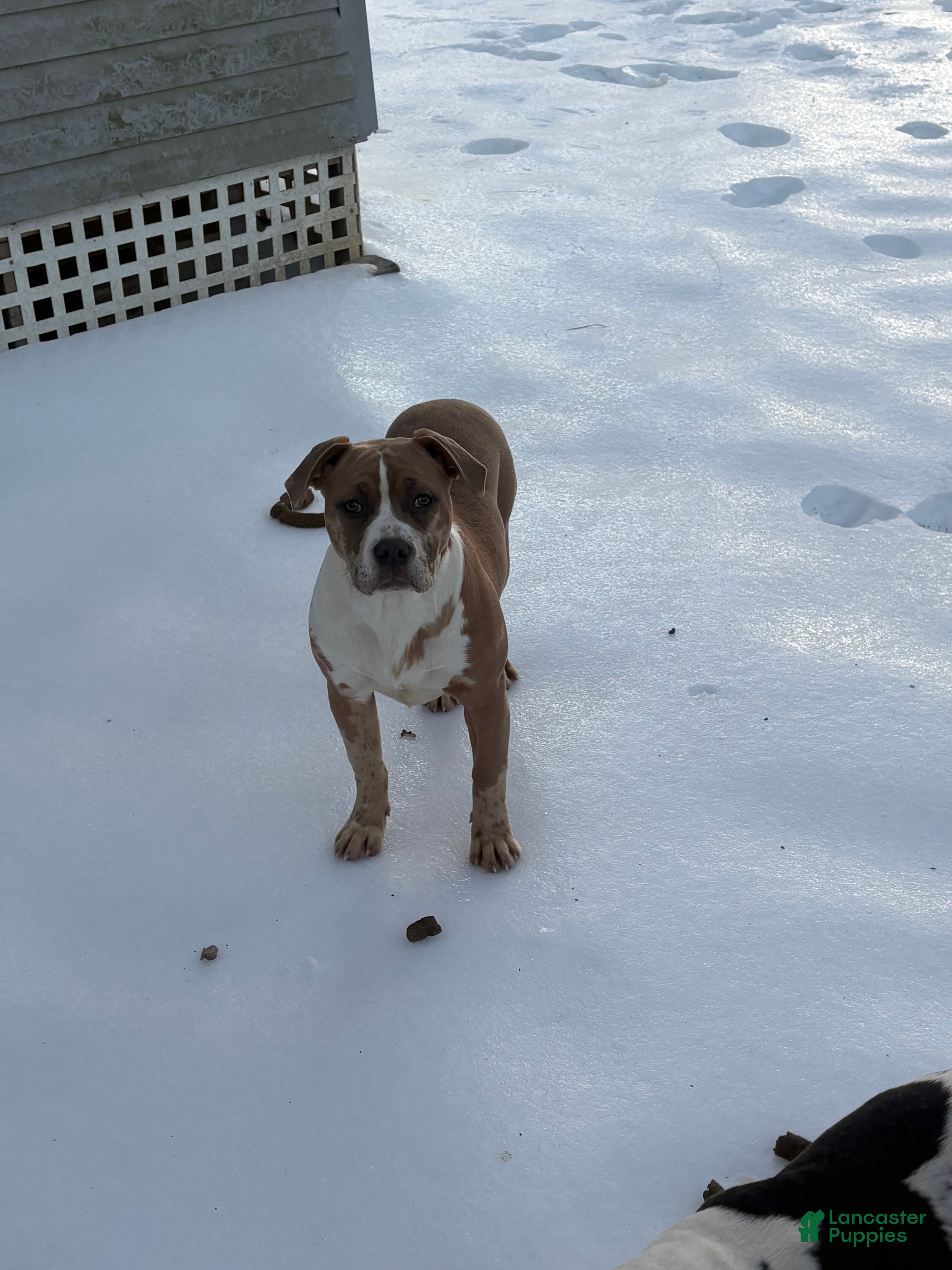 American Bully dogs Xena - Ad 24