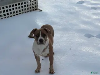 American Bully dogs Xena - Ad 24