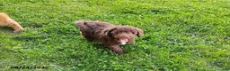 Mini Goldendoodle dogs for sale: Raggedy Ann - Ad 3