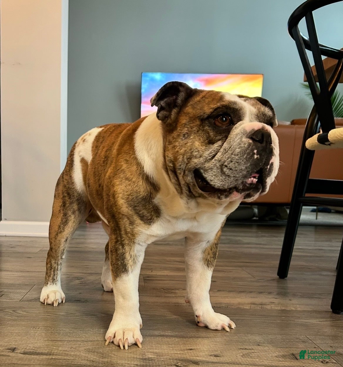 Bulldog (Bulldog, Male) in Delaware, OH