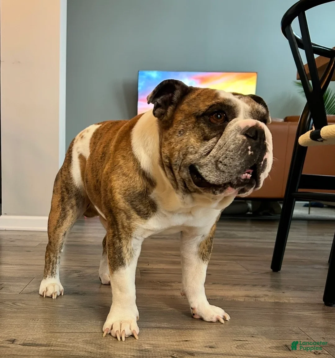 English Bulldog dogs for sale: English Bulldog 1 - Ad 1