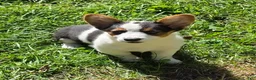 Welsh Corgi Pembroke dogs for sale: Oreo girl  - Ad 4