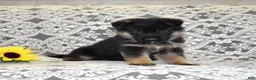 German Shepherd dogs for sale: Zeus  - Ad 5