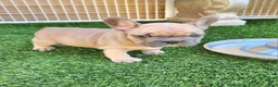 French Bulldog dogs for sale: Prince - Ad 9