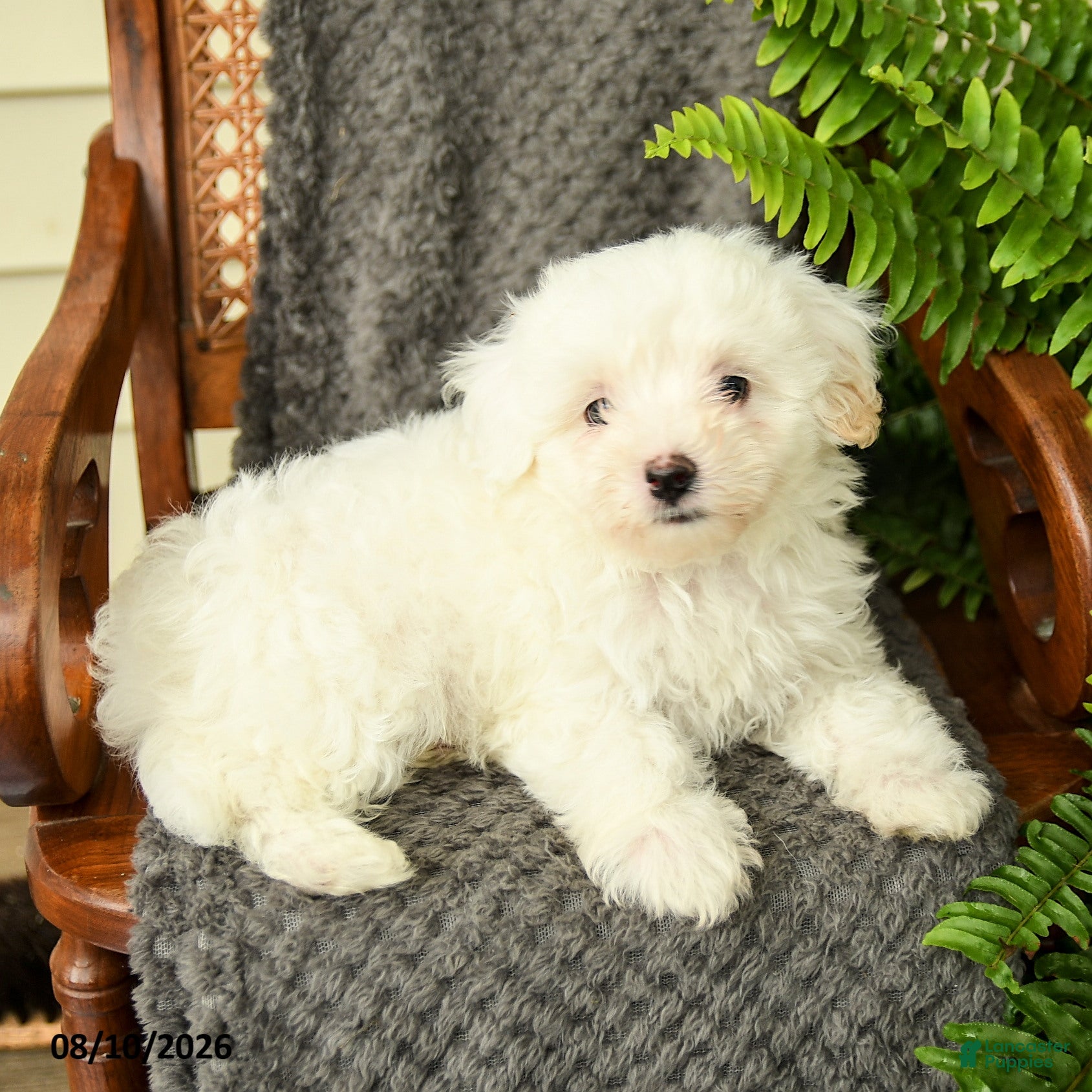 Maltipoo dogs Forrest - Ad 1