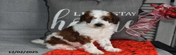 Toy Poodle dogs for sale: Wreath - Ad 1