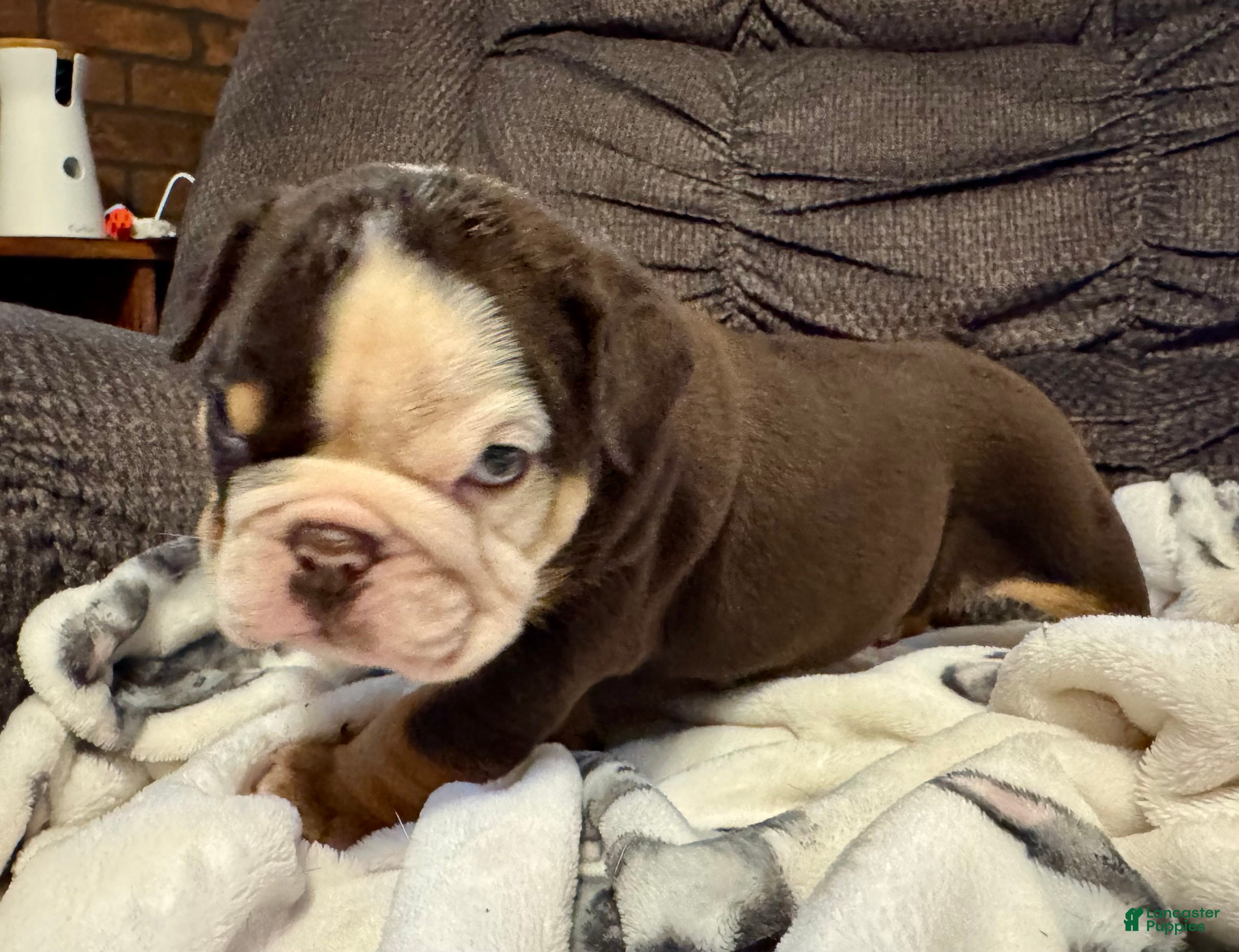 English Bulldog dogs Reese - Ad 14