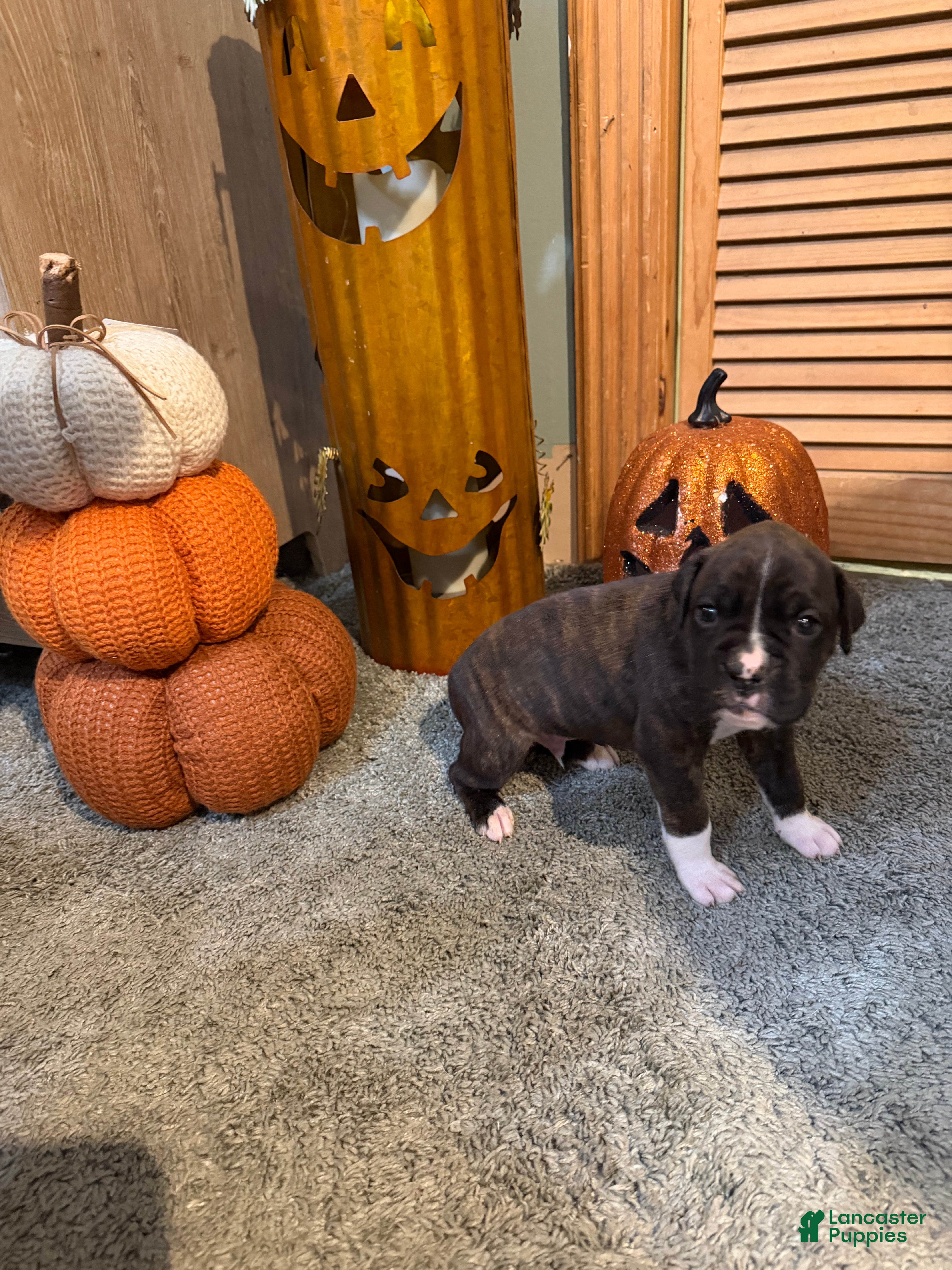 Boxer (Boxer, Male) in Rydal, GA