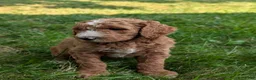 Goldendoodle dogs for sale: Suzy - Ad 10