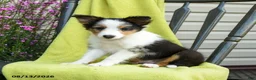 Shetland Sheepdog dogs for sale: Stevie - Ad 3
