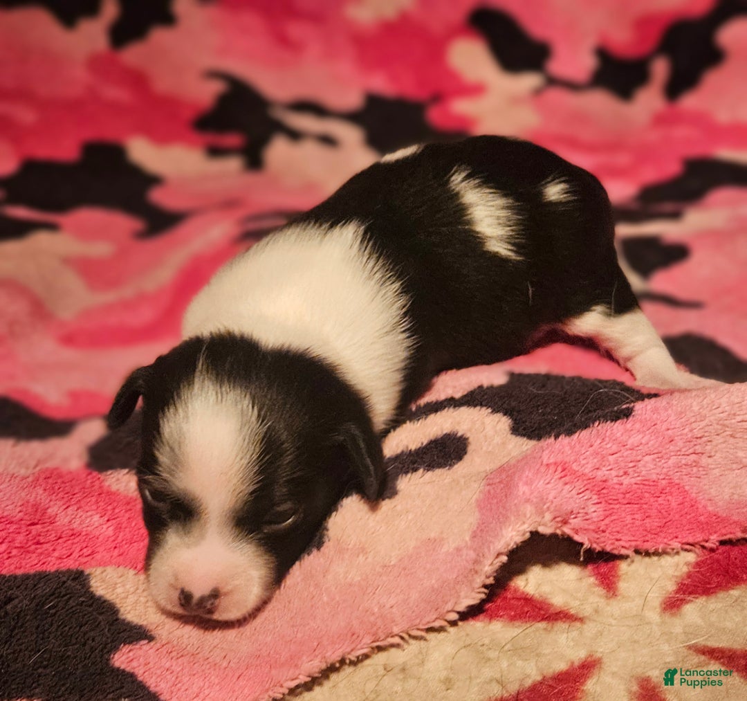 Chihuahua dogs for sale: Diane - Ad 8