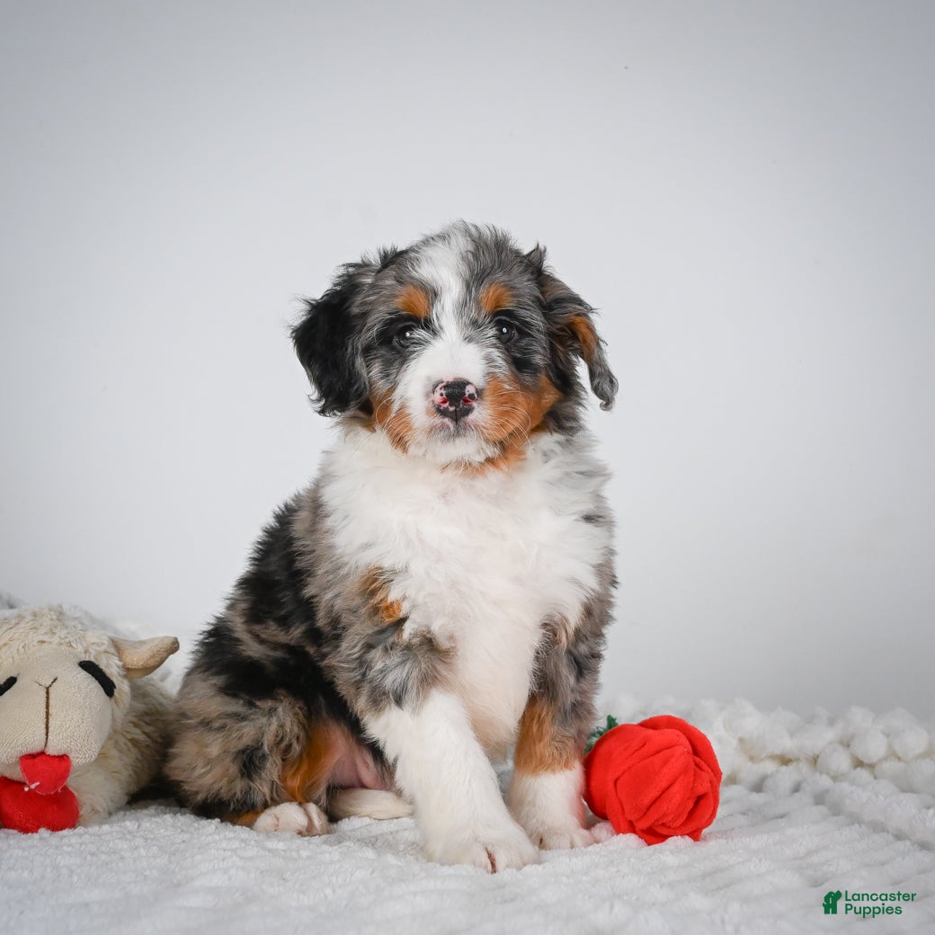 Mini Bernedoodle dogs Shadow - Ad 1