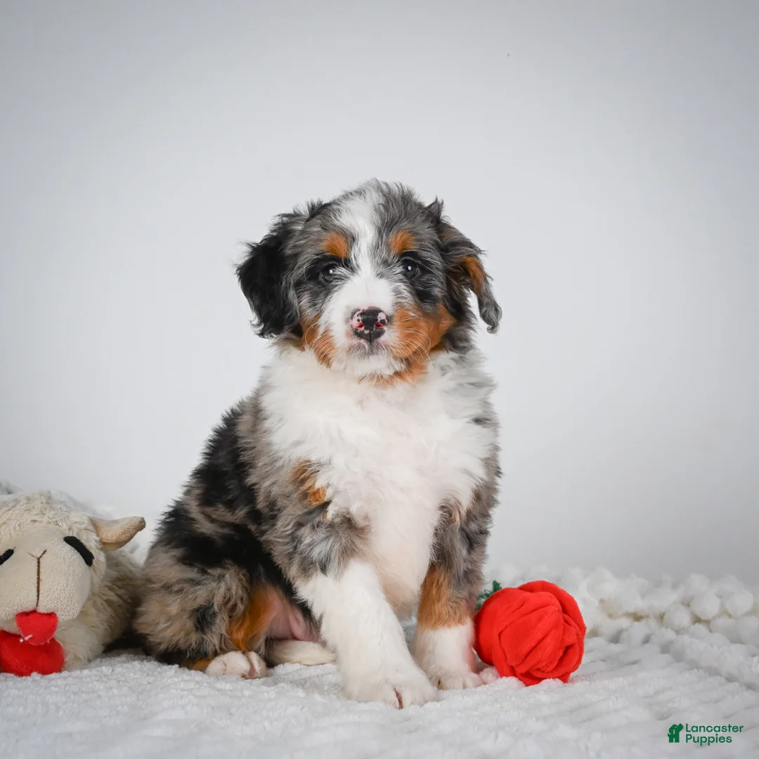 Mini Bernedoodle dogs for sale: Shadow - Ad 1