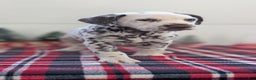 Dalmatian dogs for sale: Marshall - Ad 7
