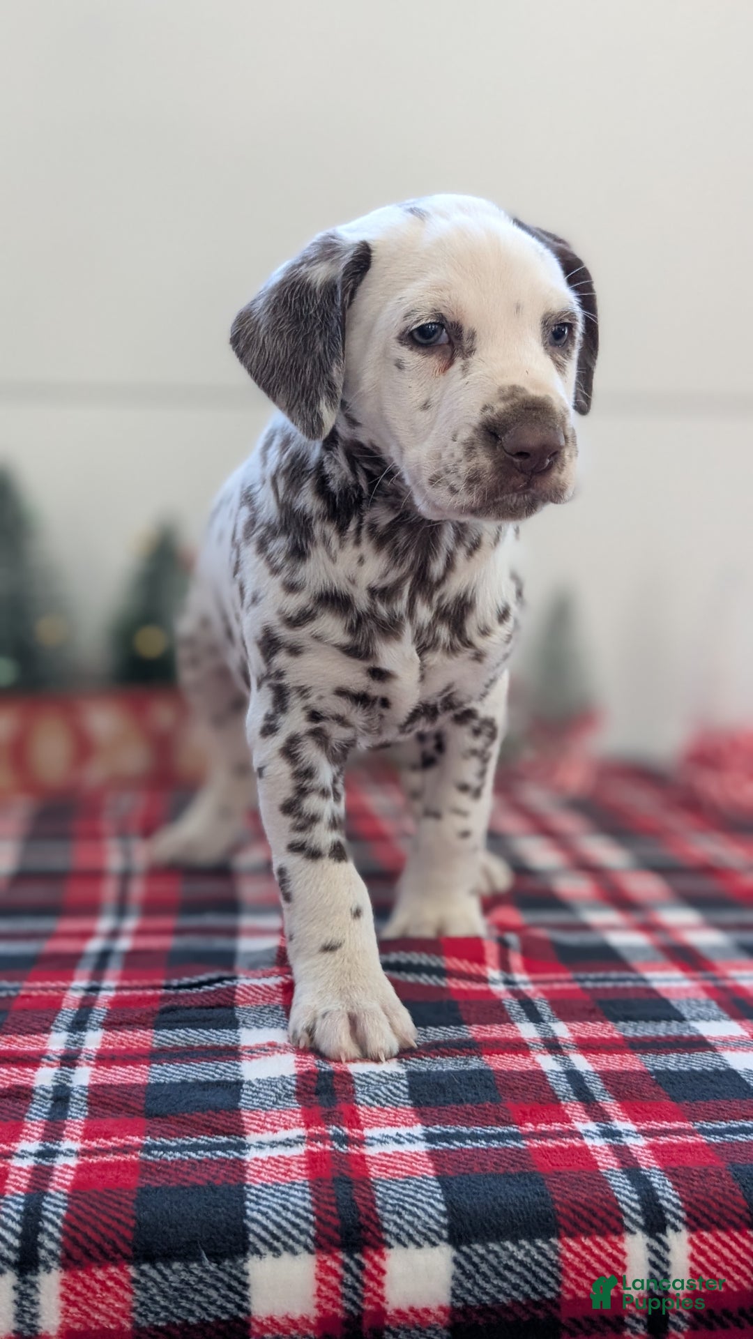 Dalmatian dogs for sale: Marshall - Ad 7
