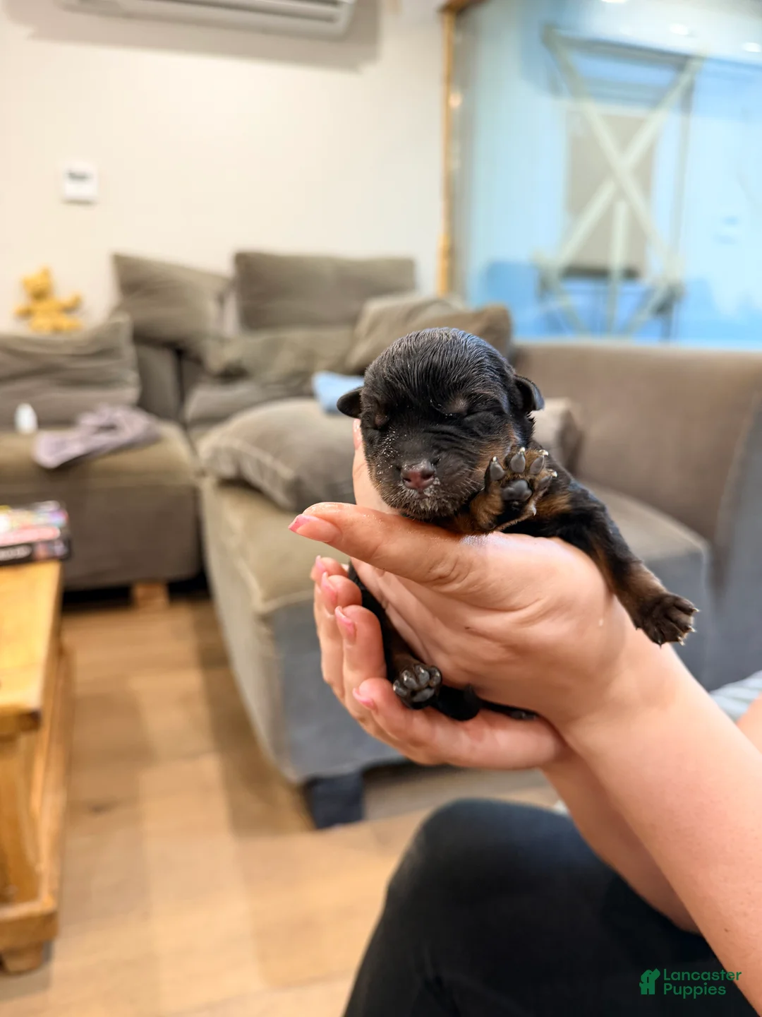 Rottweiler dogs for sale: Rottweiler 2 - Ad 1