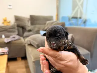 Rottweiler dogs Rottweiler 2 - Ad 2