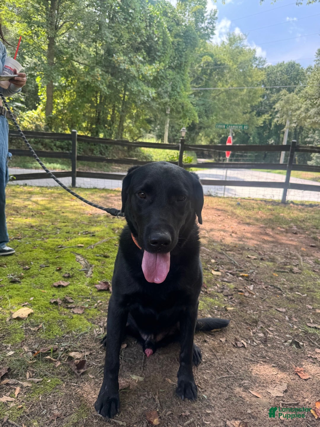 Labrador Retriever dogs for sale: Labrador Retriever Green Collar - Ad 3