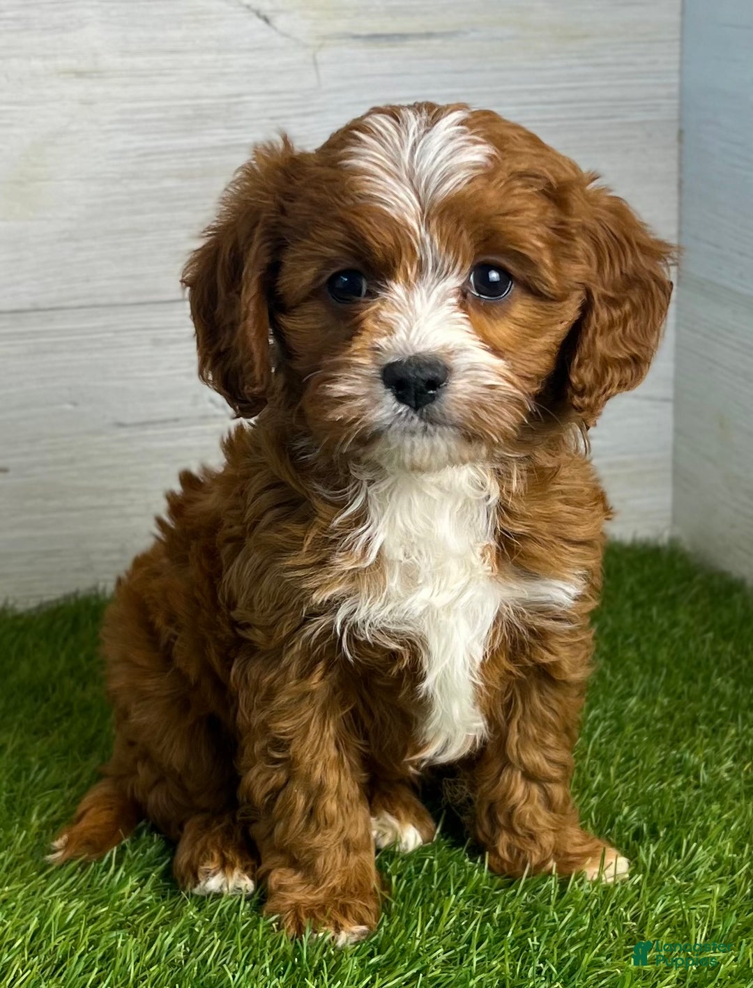 Piper for sale in Sugarcreek Lancaster Puppies