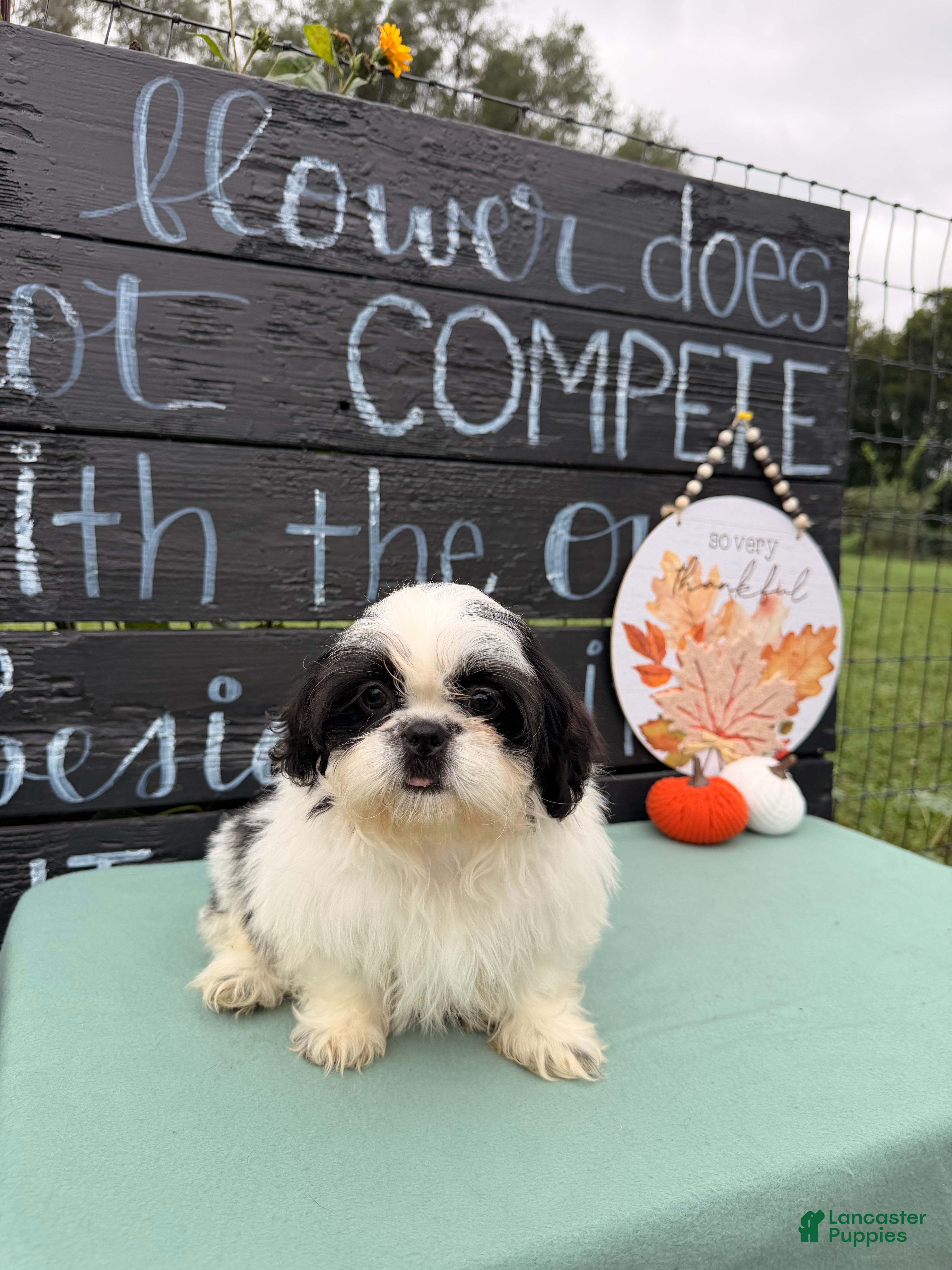Shih Tzu dogs for sale: Sabrina Shih Tzu  - Ad 3