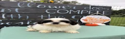Shih Tzu dogs for sale: Sabrina Shih Tzu  - Ad 6