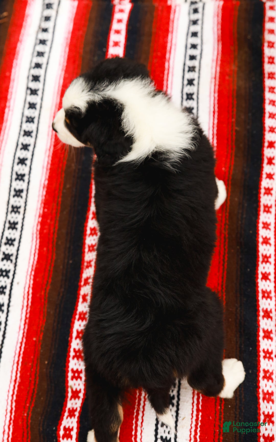 Aussiedoodle dogs for sale: Rose Standard - Ad 10