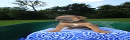 Mixed Breed dogs for sale: Silver - Ad 3
