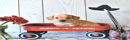 Miniature Dachshund dogs for sale: Titus - Ad 3