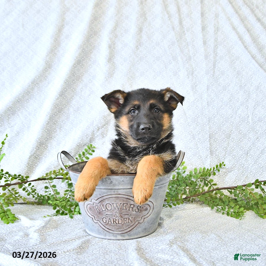 German Shepherd dogs Holly - Ad 2