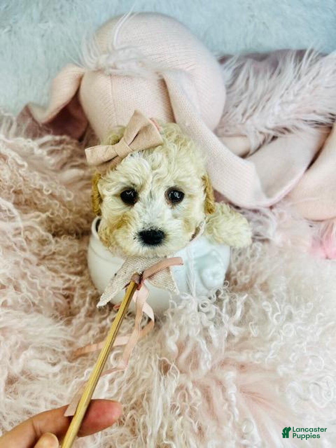 Cavapoo dogs for sale: Cavapoo Puppy 1 - Ad 3