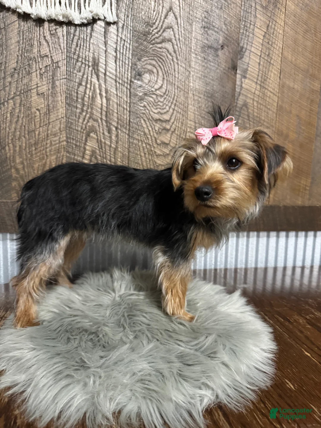 Yorkshire Terrier dogs for sale: Tarza - Ad 3