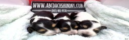 Miniature Dachshund dogs for sale: Russian/South African pies - Ad 4