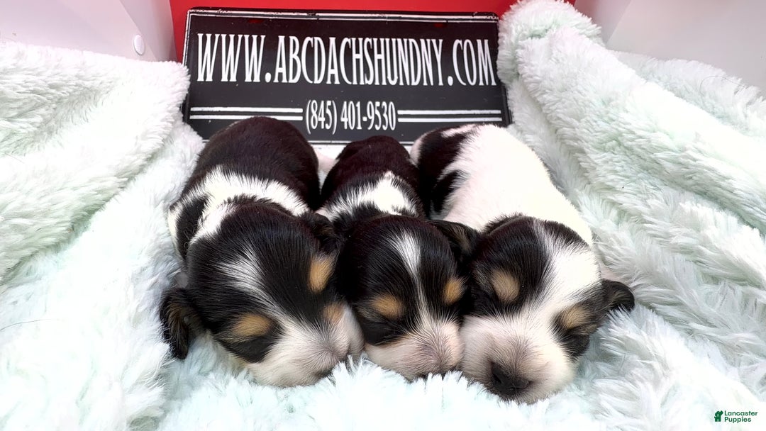 Miniature Dachshund dogs for sale: Russian/South African pies - Ad 4