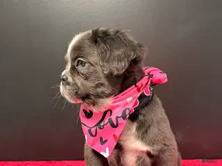 French Bulldog dogs Snoopy - Ad 31