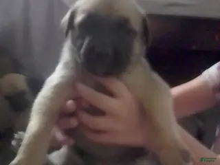 Cane Corso dogs Cane Corso Male 1 - Ad 6