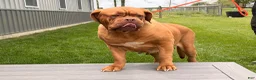 Dogue De Bordeaux dogs for sale: Keila - Ad 2