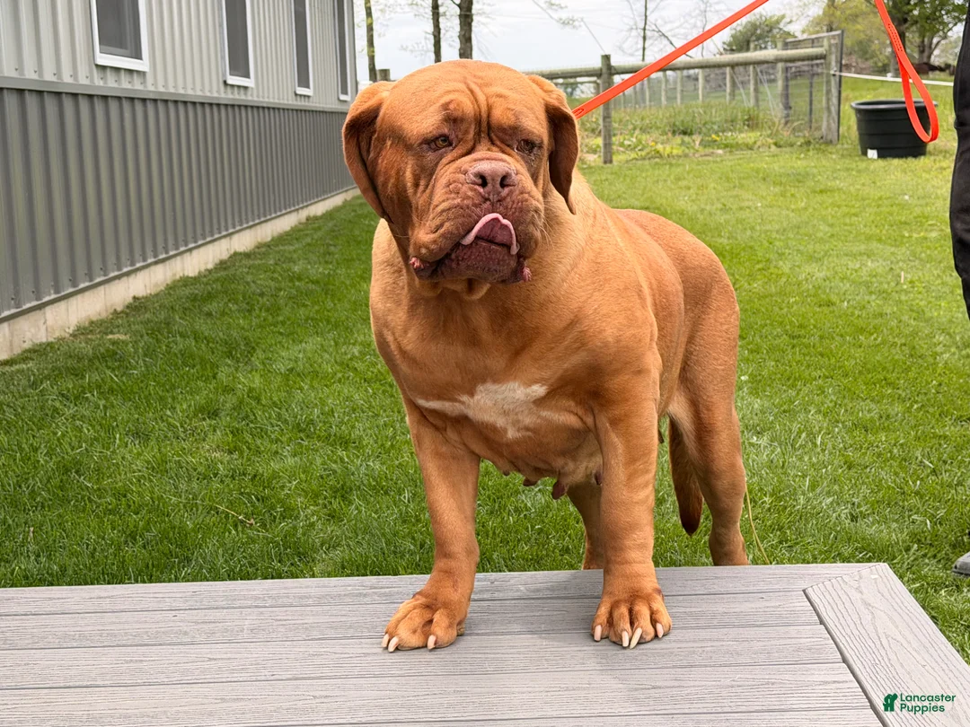 Dogue De Bordeaux dogs for sale: Keila - Ad 2