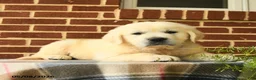 Golden Retriever dogs for sale: Patrick - Ad 4