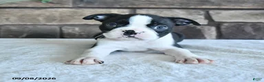 Cane