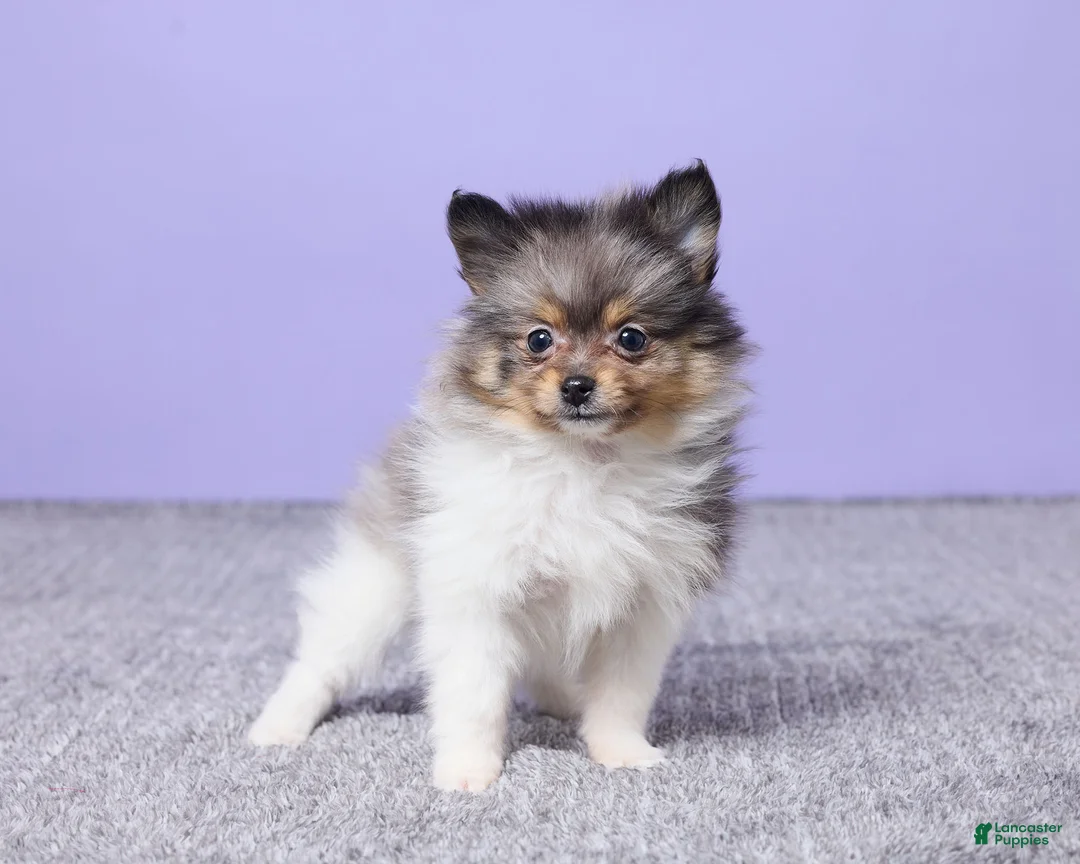Pomeranian dogs for sale: Lucy - Ad 4