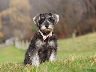 Miniature Schnauzer dogs Nova - Ad 3