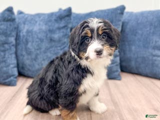 Mini Bernedoodle dogs Isabella - Ad 3