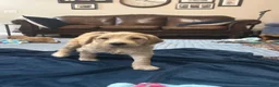 Goldendoodle dogs for sale: Wolverine - Ad 2