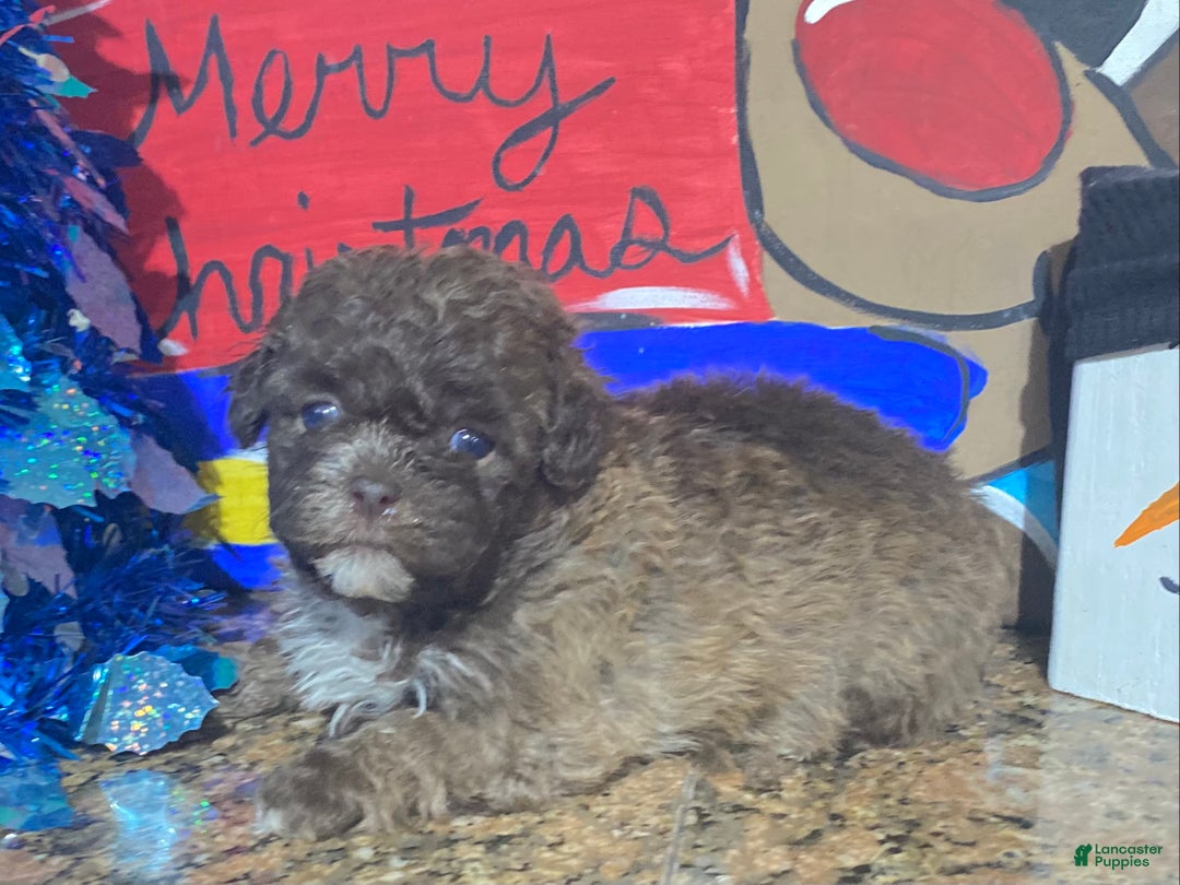Shihpoo dogs for sale: Shihpoo Puppy 3 - Ad 1