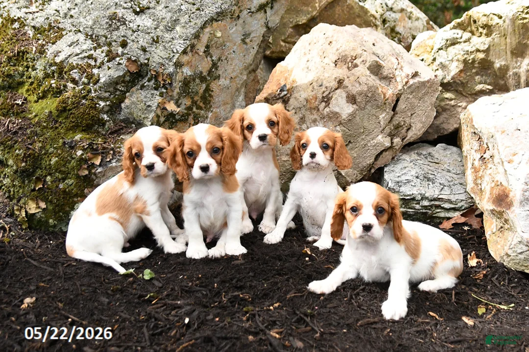 Cavalier King Charles Spaniel dogs for sale: Dasher - Ad 3