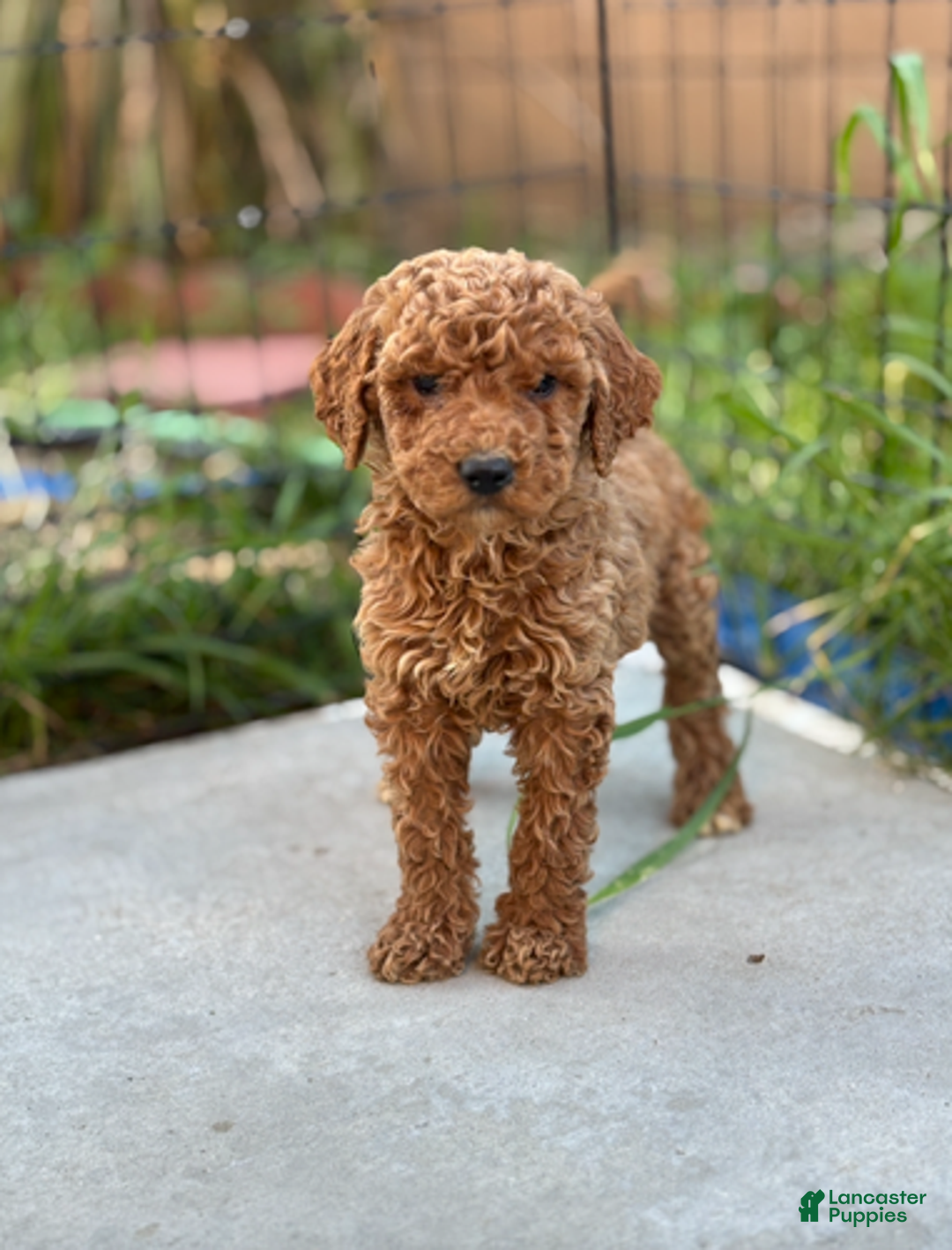 Standard Poodle dogs for sale: Bella - Ad 2