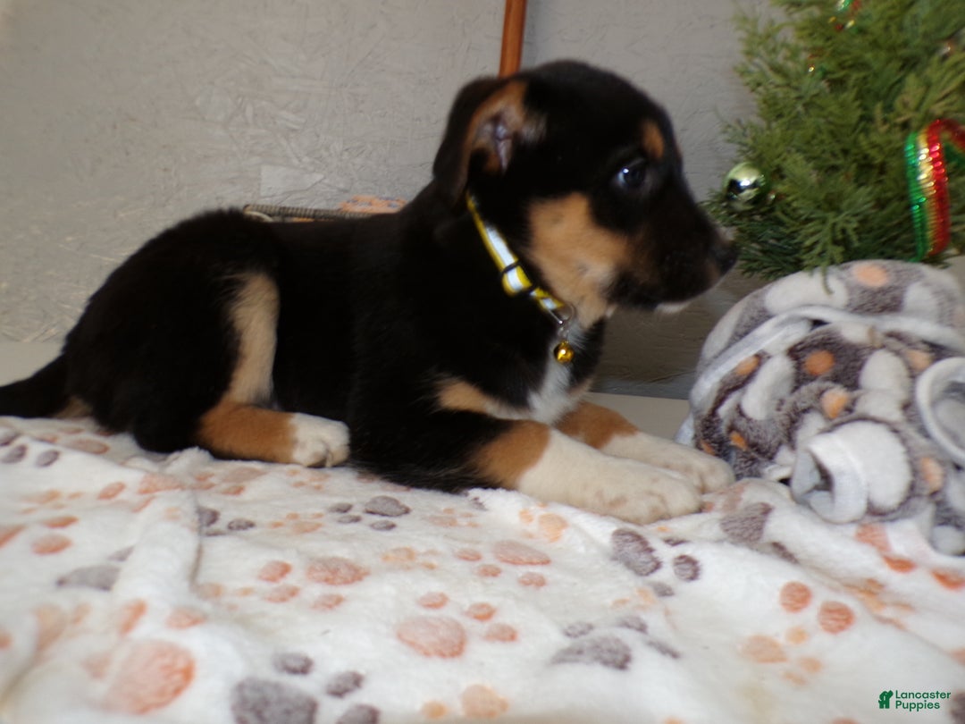 Mixed Breed dogs for sale: Mixed Breed Puppy 5 Scooby - Ad 2