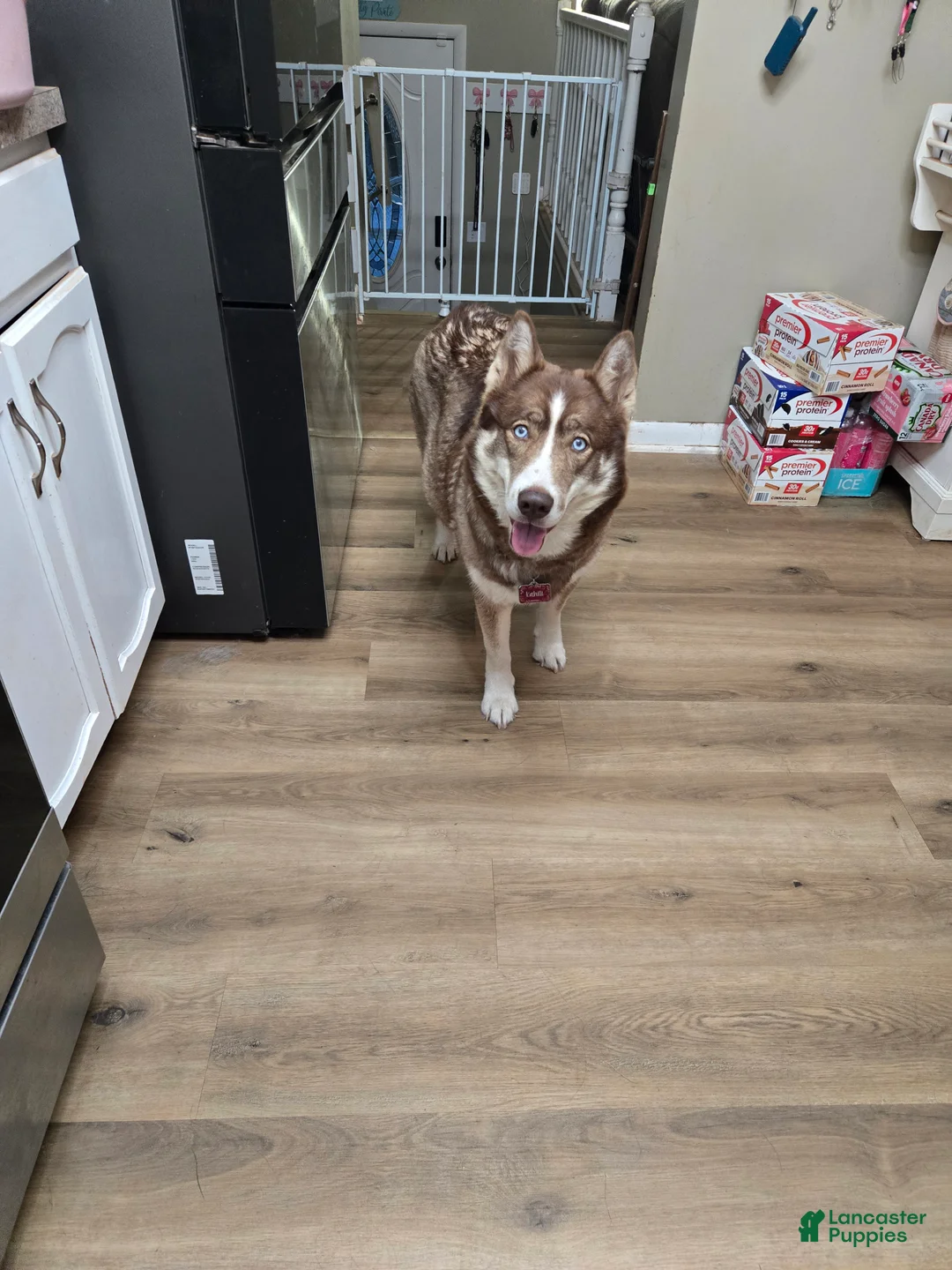 Siberian Husky dogs for sale: Mint - Ad 3