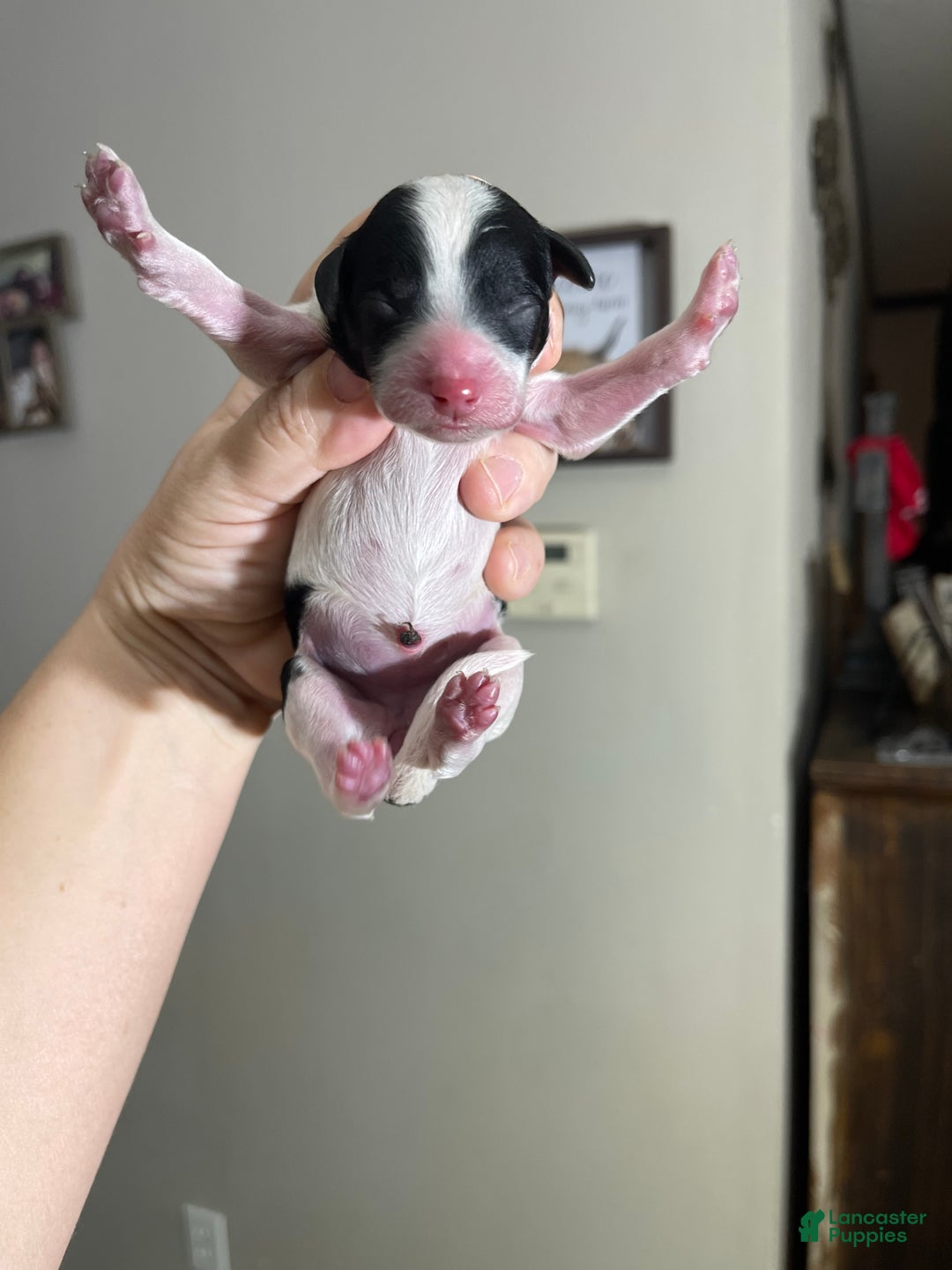 Miniature Poodle dogs for sale: Akc Clear Tri Red Bow - Ad 9